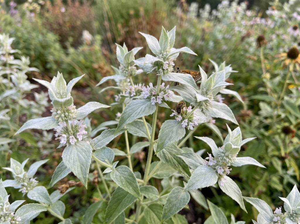 Mountain mint silvery bracts and flowers