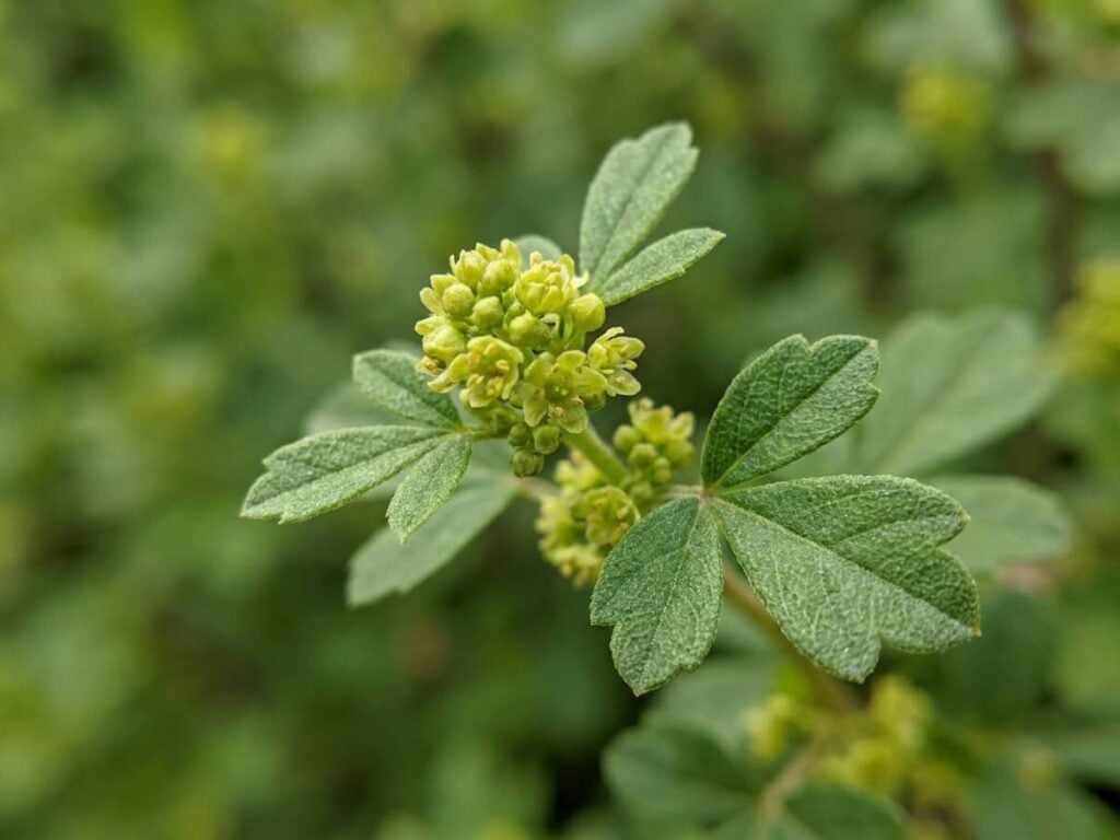 Rhus aromatica