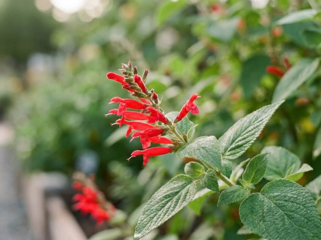 Salvia elegans