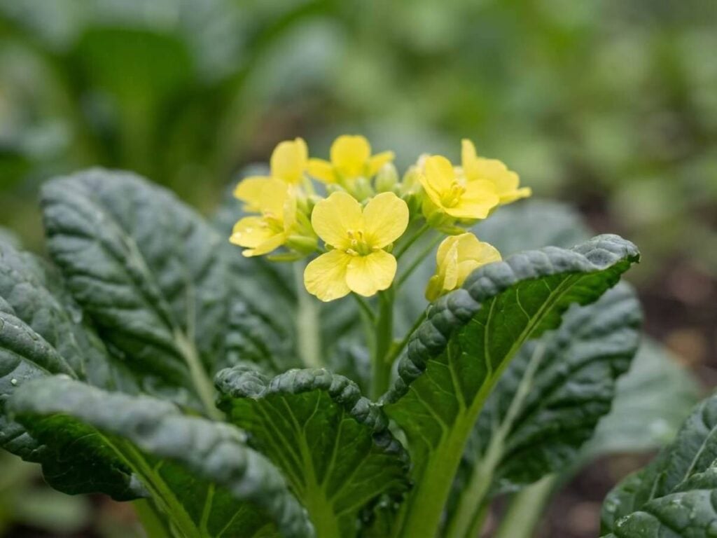 Tatsoi