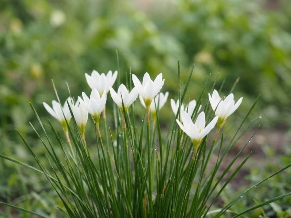Zephyranthes candida