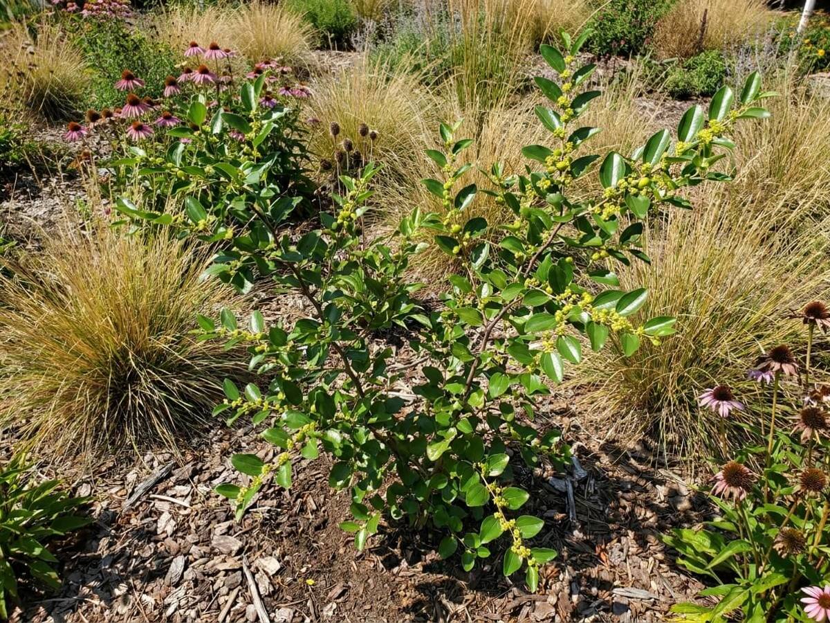 Ziziphus jujuba growing in a garden border